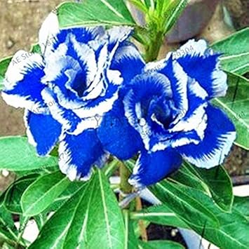 Red Orchid Flower Seeds for Planting Seasonal Bloomer Heirloom & GMO Free Seeds for Home Garden
 
 Sale for planting in home garden