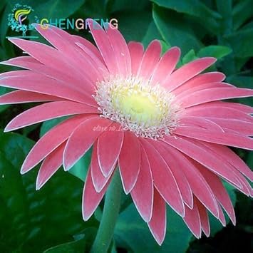 Pink Sunflower Flower seeds for Planting - Perfect for Borders, Heirloom & GMO Free Seeds for Home Garden
 
 Sale for planting in home garden.