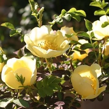 Yellow Coleus Seeds for Planting – Garden Favorite Heirloom & NonGMO Seeds for Home Garden
 
 Sale for planting in home garden