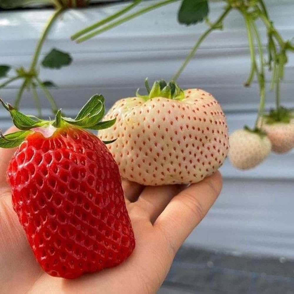 Strawberry Fragaria × ananassa for planting in vegetable patch.