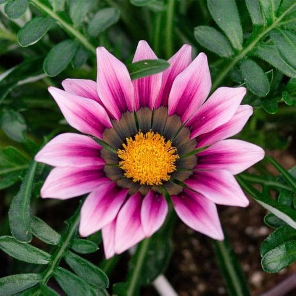 Vibrant Beauty With Cream Pink Gazania Flower Seeds For Planting