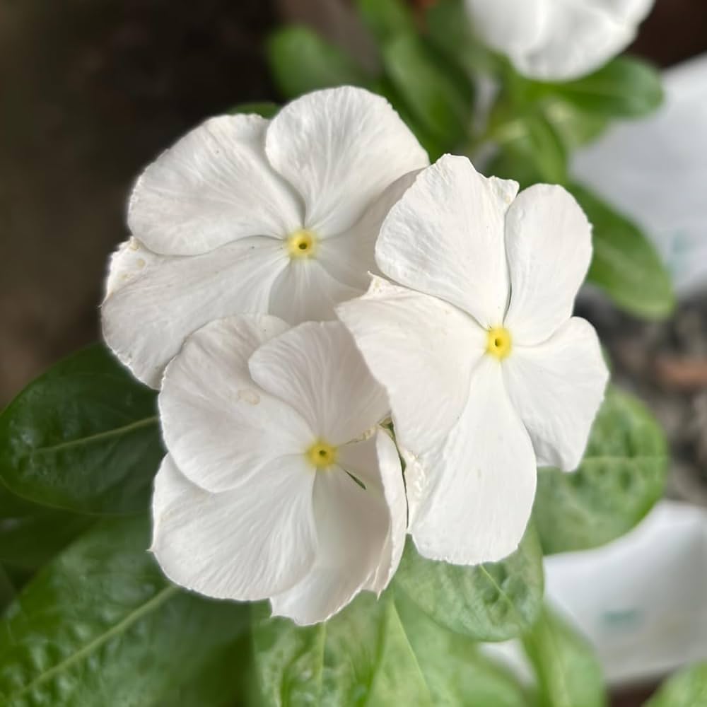 White Vinca Flower seeds for Planting - Long Bloom Season, Heirloom & GMO Free Seeds for Home Garden
 
 Sale seeds for planting in home garden
