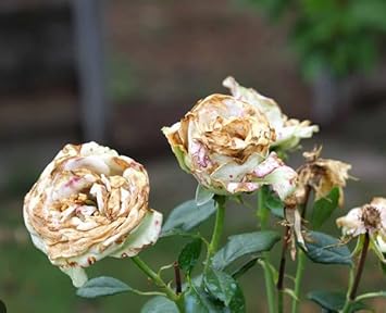 White and Brown Rose Flower seeds for Planting - Shade Tolerant, Heirloom & GMO Free Seeds for Home Garden
 
 Sale for planting in home garden.