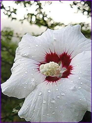 White & Hot Pink Rose Of Sharon Hibiscus Syriacus Flower Tree Bush Jocad Best Selling