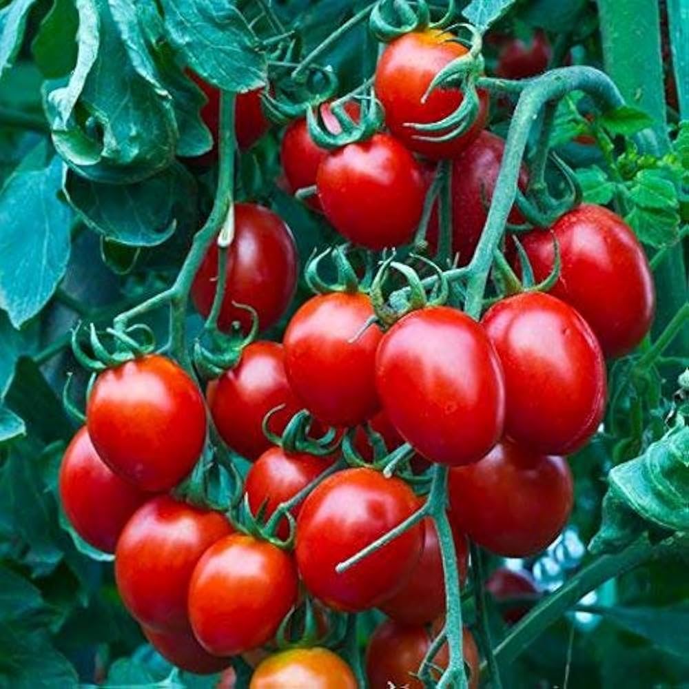Cherry Tomatoes Solanum lycopersicum for planting in vegetable patch
