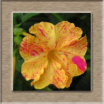 Orange Pink Mirabilis Flower seeds for Planting - Vibrant Colors, Heirloom & GMO Free Seeds for Home Garden
 
 Sale for planting in home garden.
