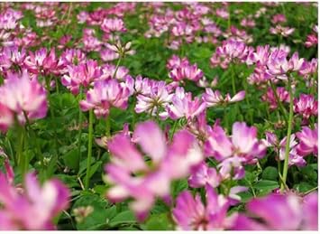 Astragalus Sinicus Flower seeds for Planting Vibrant Colors Heirloom & GMO Free Seeds for Home Garden 
 
 Sale for planting in home garden