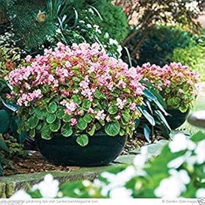 Begonia Hot Tip Rose seeds for gorgeous blooms