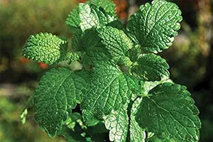 Mint Mentha spp. for planting in herb garden