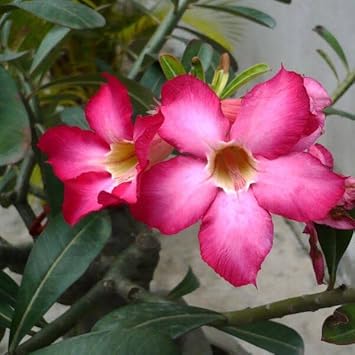 Thick Pink Adenium Obesum Seeds For Beautiful Planting Flower