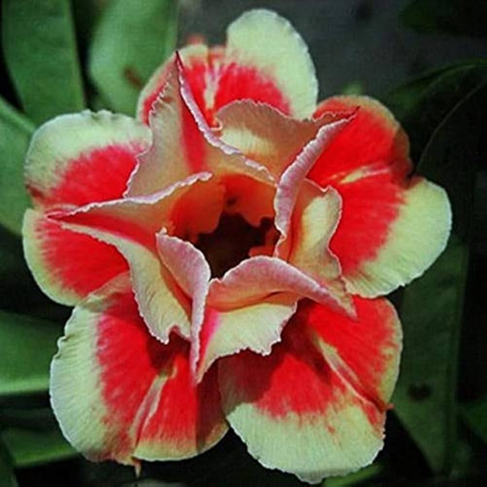 Red Adenium Obesum Seeds For Easy Planting Flower