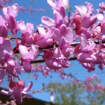Pink Cercis Flower seeds for Planting Easy to Grow Heirloom & GMO Free Seeds for Home Garden 
 
 Sale seeds for home garden planting
