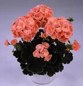 Orange Geranium Zonal Flower seeds for Planting - Sun Loving, Heirloom & GMO Free Seeds for Home Garden
 
 Sale seeds for home garden