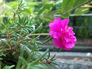 Red Fern for Planting Drought Tolerant Heirloom & GMO Free Seeds for Home Garden
 
 Sale for planting in home garden