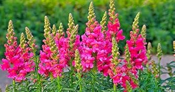 Pink Two Color Dahlia Flower Seeds for Planting Compact Growth Heirloom & GMO Free Seeds for Home Garden
 
 Sale for planting in home garden