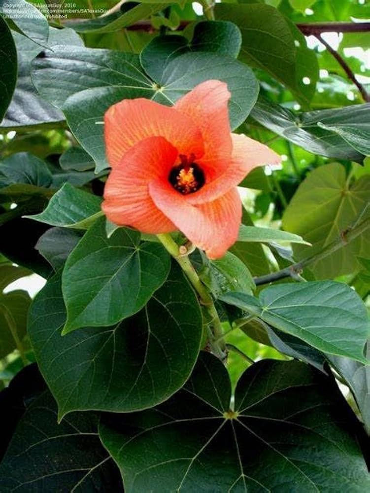 Hibiscus Tiliaceus Hibiscus tiliaceus for planting in tropical garden