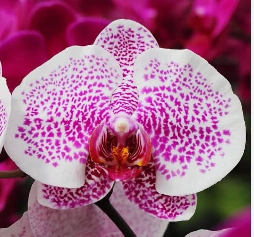 Pink White Phalaenopsis Orchid Flower seeds for Planting - Cottage Garden Essential, Heirloom & GMO Free Seeds for Home Garden
 
 Sale seeds for planting in home garden
