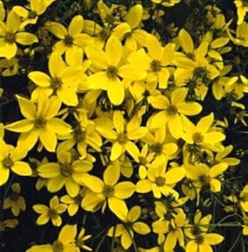 Yellow Bidens Sunshine Flower seeds for Planting - Vibrant Colors, Heirloom & GMO Free Seeds for Home Garden
 
 Sale seeds for home garden
