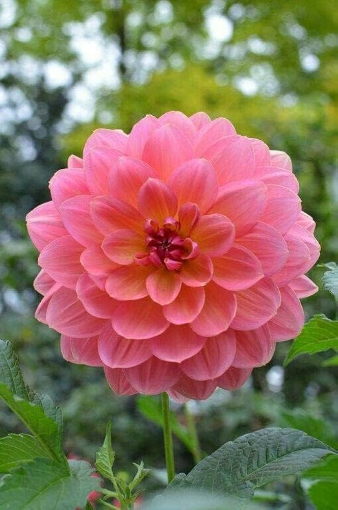 Dahlia Dahlia pinnata for planting in flower bed