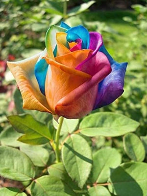 Multi-Color Rose Seeds Rosa for Planting - Order Now