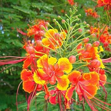 Caesalpinia Pulcherrima Flower seeds for Planting Drought Tolerant Heirloom & GMO Free Seeds for Home Garden 
 
 Sale for planting in home garden