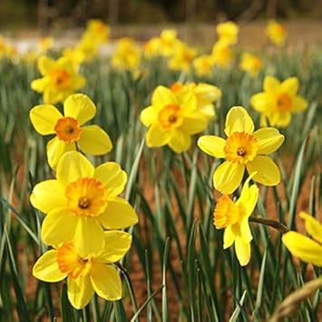 Orange Yellow Daffodils Seeds Flower seeds for Planting Colorful Display Heirloom & GMO Free Seeds for Home Garden 
 
 Sale for planting in home garden