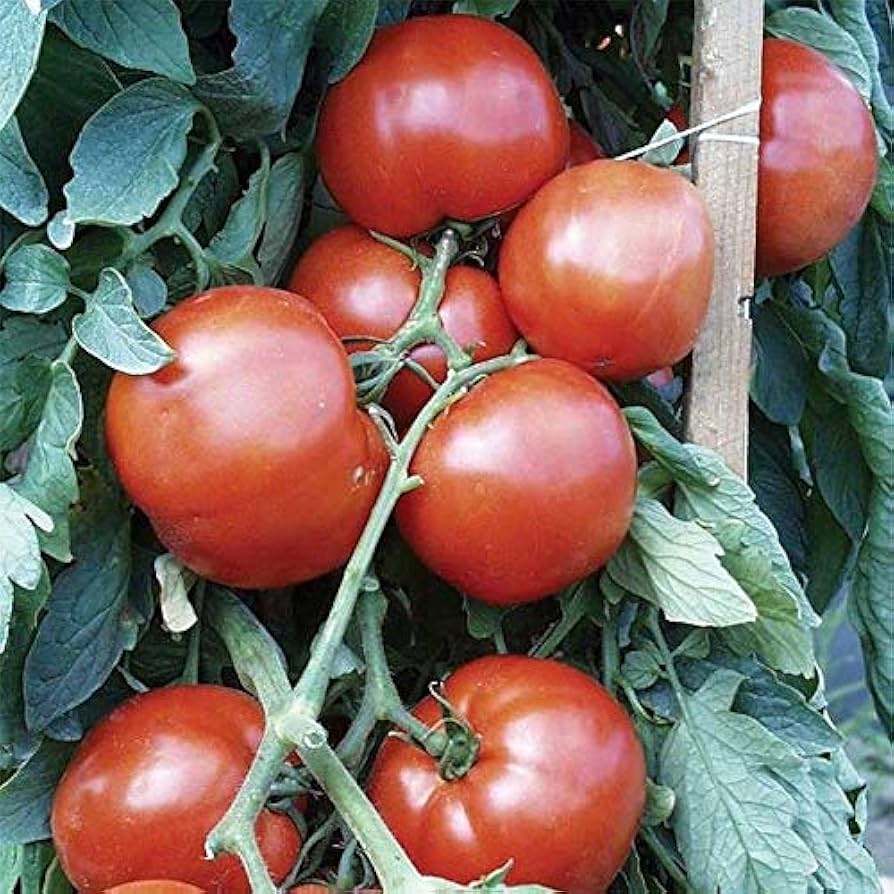 Bella Rosa Tomato Solanum lycopersicum for planting in vegetable patch