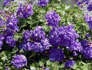 Blue Geraniums Flower seeds for Planting - Cottage Garden Essential, Heirloom & GMO Free Seeds for Home Garden
 
 Sale for planting in home garden