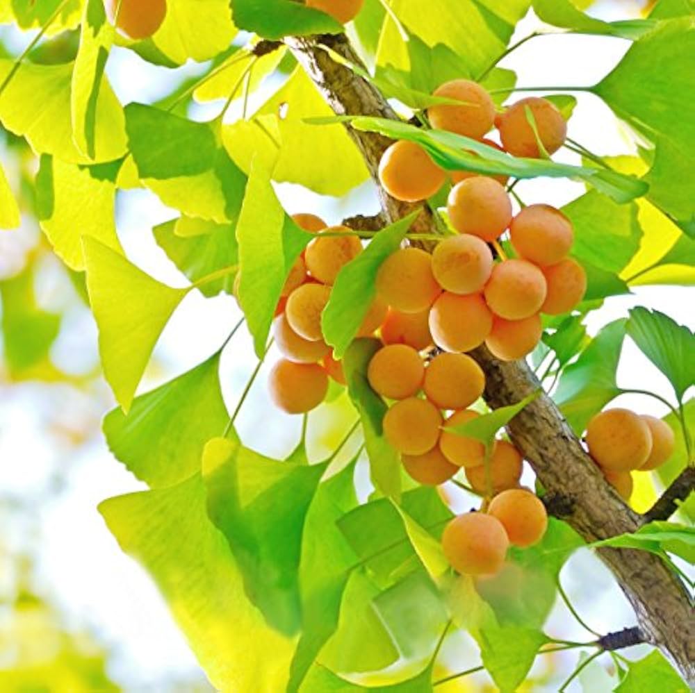 Ginkgo Biloba Seeds: Planting Yellow Seeds For Ancient Trees Fruit