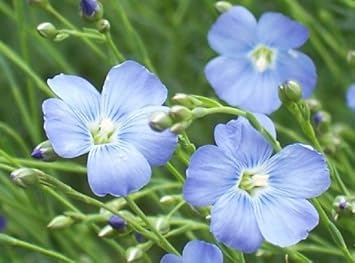 Blue Linum Flower seeds for Planting - Cut Flower Favorite, Heirloom & GMO Free Seeds for Home Garden
 
 Sale for planting in home garden