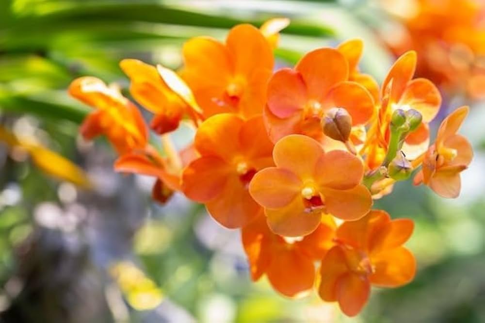 Orange Bell Orchid Seeds Flower seeds for Planting - Hardy Variety, Heirloom & GMO Free Seeds for Home Garden
 
 Sale seeds for planting in home garden