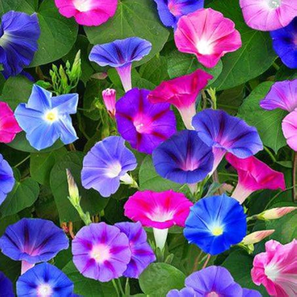 Morning Glory Ipomoea purpurea Seeds for planting in flower bed