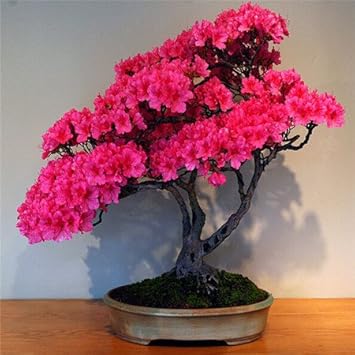 Pink Azalea Perennial Flower seeds for Planting - Seasonal Bloomer, Heirloom & GMO Free Seeds for Home Garden
 
 Sale seeds for home garden