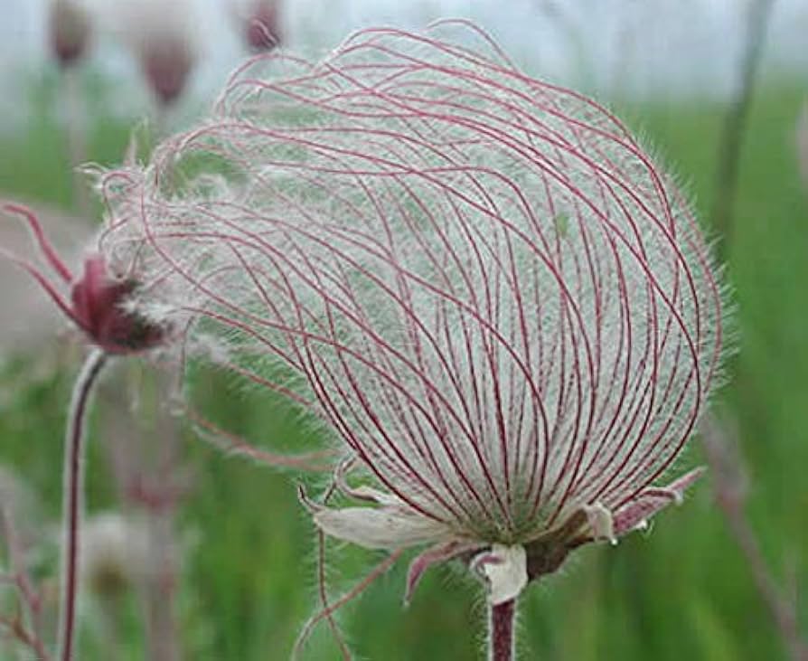 Prairie Smoke Geum Triflorum Flower Seeds