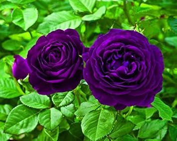 Soft Pink Rose Flower Seeds for Planting Pollinator Friendly Heirloom & GMO Free Seeds for Home Garden
 
 Sale for planting in home garden