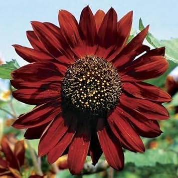 Marron Sunflower Flower seeds for Planting Vibrant Colors Heirloom & GMO Free Seeds for Home Garden 
 
 Sale seeds for home garden planting