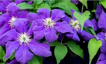 Dark Blue Clematis Flower Seeds For Planting