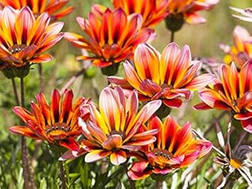 Red Periwinkle Vinca Flower Seeds for Planting Sun Loving Heirloom & GMO Free Seeds for Home Garden
 
 Sale for planting in home garden