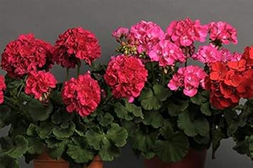 Dark Red Holland Rose Flower Seeds for Planting Heirloom NONGMO HighQuality Seeds 
 
 Sale for planting in home garden