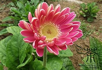 Pink Jamesonii Flower seeds for Planting - Sun Loving, Heirloom & GMO Free Seeds for Home Garden
 
 Sale seeds for planting in home garden