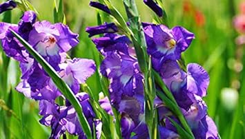 Cream Hoya Flower Seeds for Planting Compact Growth Heirloom & GMO Free Seeds for Home Garden
 
 Sale for planting in home garden