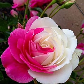 Blue Light Pink Geranium Flower Seeds for Planting Sun Loving Heirloom & GMO Free Seeds for Home Garden
 
 Sale for planting in home garden