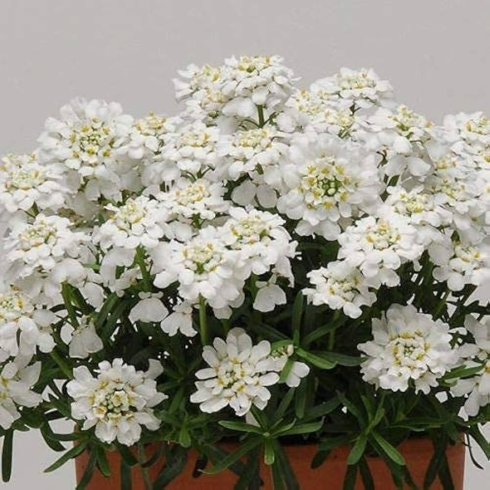 Candytuft Iberis sempervirens for planting in sunny flower bed