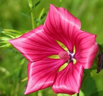 Malope Vulcan Flower Seeds for Planting – Heirloom, Non-GMO, Long Bloom Season Garden Seeds
 
 Sale for planting in home garden.