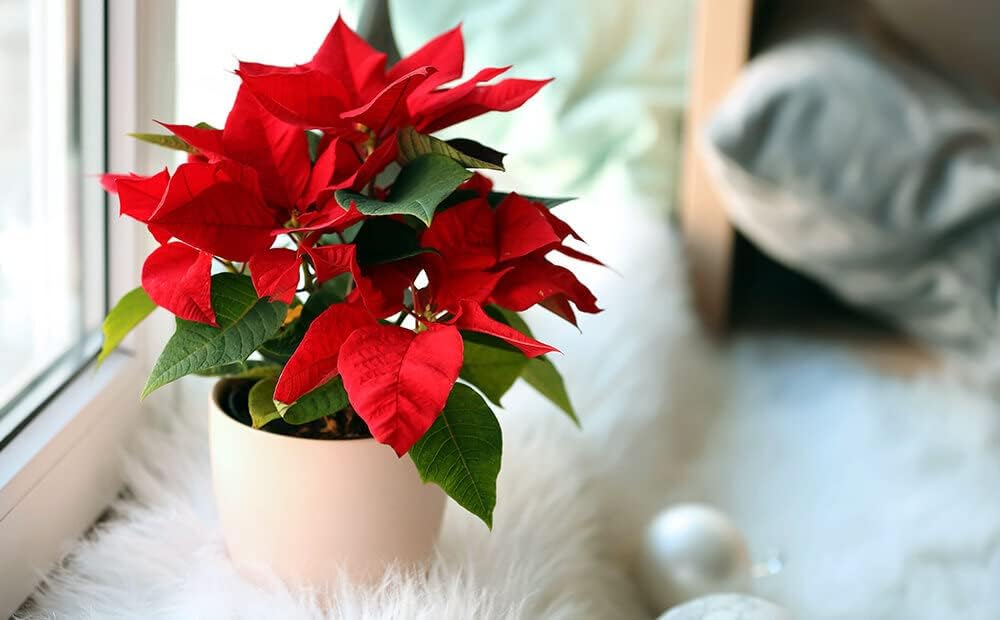 Poinsettia Flower seeds for Planting - Long Bloom Season, Heirloom & GMO Free Seeds for Home Garden
 
 Sale seeds for planting in home garden