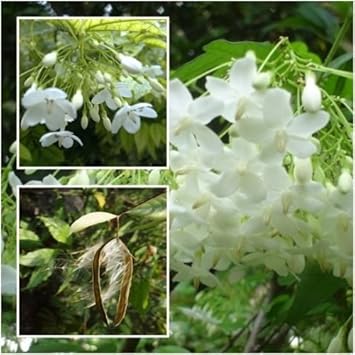 White Mok Flower seeds for Planting - Hardy Variety, Heirloom & GMO Free Seeds for Home Garden
 
 Sale seeds for home garden