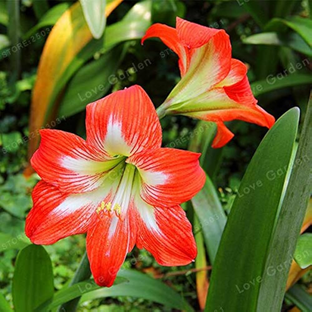 Amaryllis & Barbados Lily for planting in home garden