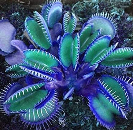 Blue Green Venus Fly Trap Seeds Flower seeds for Planting Sun Loving Heirloom & GMO Free Seeds for Home Garden