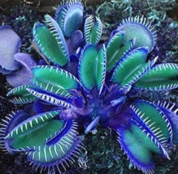 Venus Fly Trap Planting Seeds - Exotic Carnivorous Plant For Indoor Gardening & Home Decor