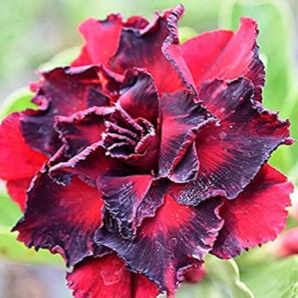 Adenium Obesum Flower Seeds - Planting Red Black Premium Quality For Vibrant Blooms